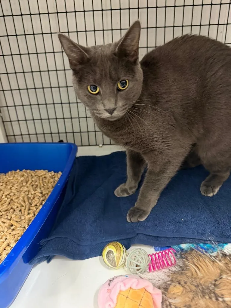 A young large-sized female Domestic Short Hair cat named Happy Birthday for adoption in Ewing, NJ