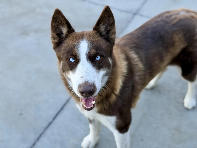 Nyla