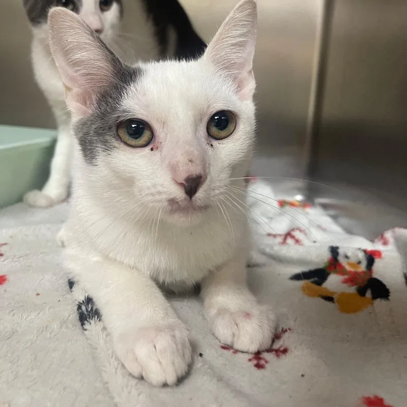 A baby small-sized male Domestic Short Hair cat named Glacier for adoption in Valley, AL