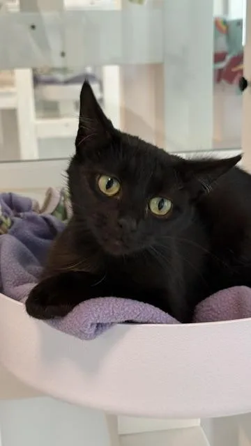 An adult medium-sized female Domestic Short Hair cat named Delta for adoption in Sultan, WA