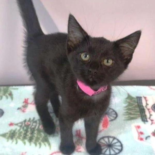 A baby small-sized female Black Domestic Short Hair cat named Dawn for adoption in Concord, NH