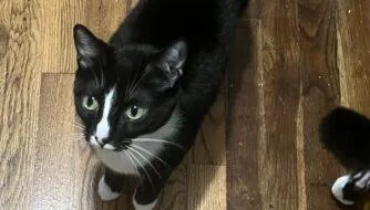 An adult small-sized male Domestic Short Hair cat named Chong for adoption in West Chester, PA