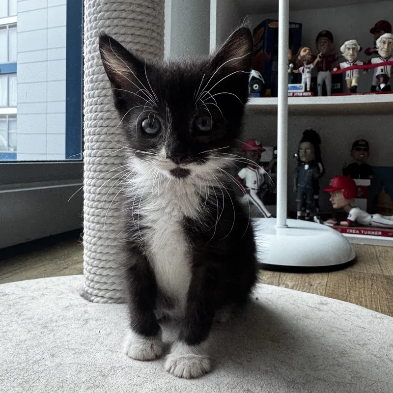 A baby medium-sized female Black & White / Tuxedo Domestic Short Hair cat named Paffles for adoption in Fredericksburg, VA