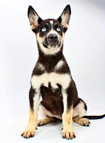 A baby large-sized female Siberian Husky dog named Meadow for adoption in Morton Grove, IL