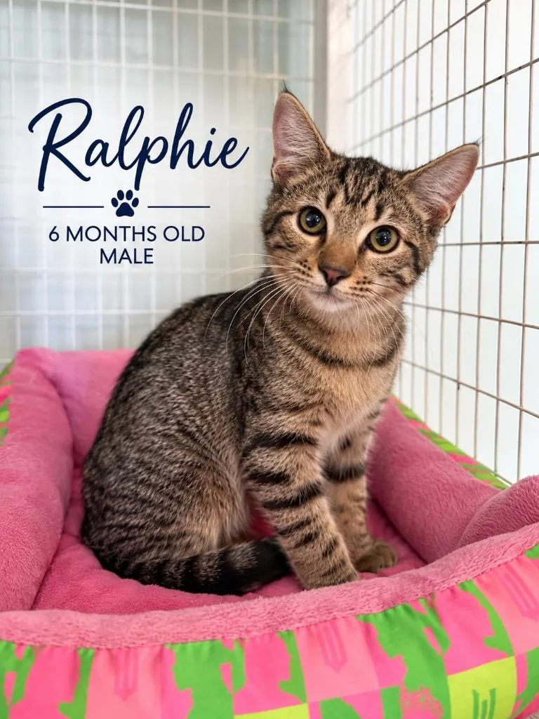 A baby medium-sized male Domestic Short Hair cat named Ralphie for adoption in Kingsland, GA
