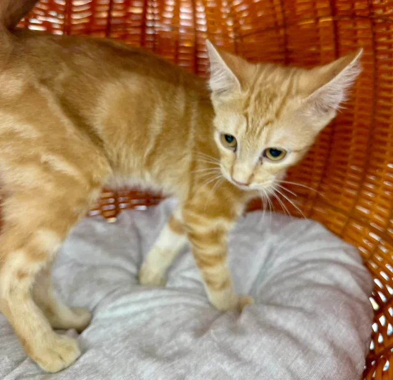 A baby small-sized male Orange / Red Tabby cat named Luki playful kit for adoption in Jackson, GA