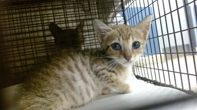 A baby small-sized female Domestic Short Hair cat named Mukku for adoption in Miami, FL