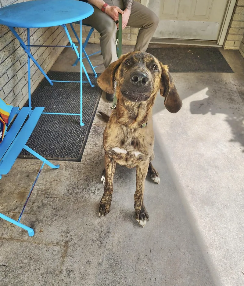 A young large-sized male German Shepherd Dog dog named Jackson for adoption in Manchester, CT