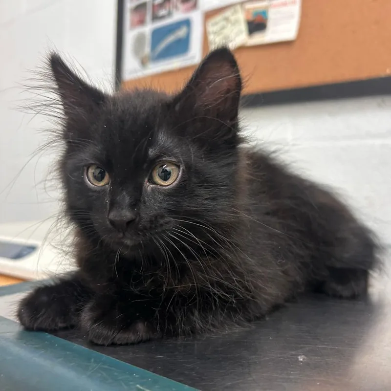 A baby small-sized male Black Domestic Medium Hair cat named Beetle for adoption in Edinburg, TX