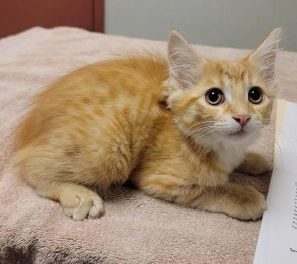A baby medium-sized female Domestic Long Hair cat named Summer for adoption in Oakland, CA