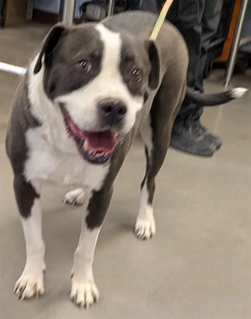 An adult large-sized male Border Collie dog named Benji for adoption in Phoenix, AZ