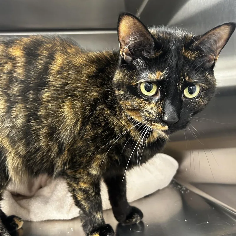 A senior large-sized female Tortoiseshell Domestic Short Hair cat named Lilly for adoption in Delaware, OH