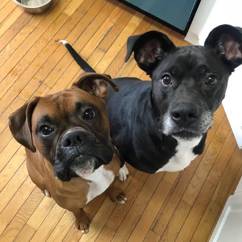 A senior large-sized male Boxer dog named Apollo for adoption in Cumming, GA
