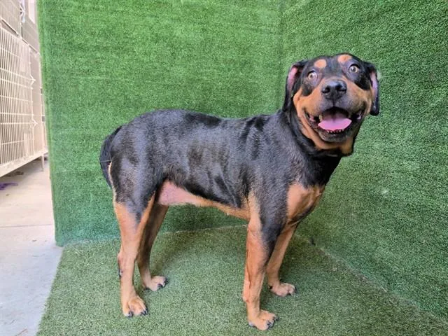 An adult large-sized female Rottweiler dog named Kaia for adoption in Lancaster, CA
