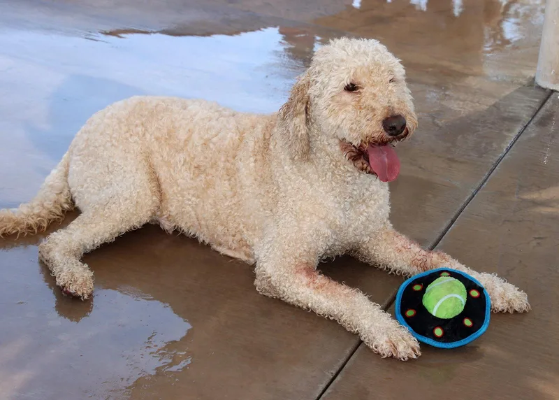 A young medium-sized male Golden Retriever dog named Bear for adoption in Glendale, AZ