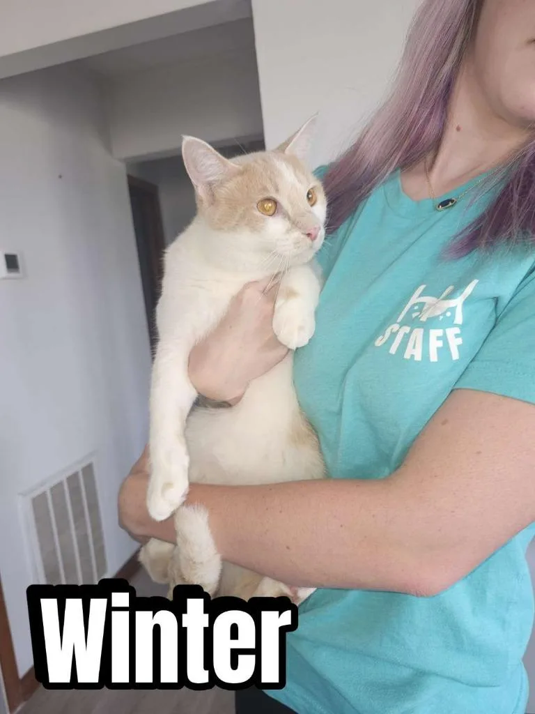 A young small-sized male Domestic Short Hair cat named Winter for adoption in Hillsboro, OH