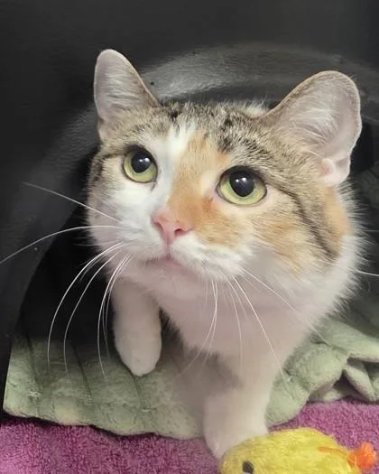 An adult large-sized female Domestic Short Hair cat named Ty for adoption in Fishers, IN
