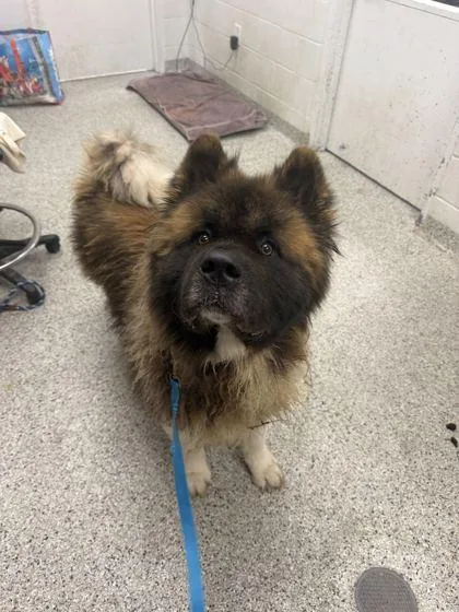 An adult extra large-sized male Brown / Chocolate Akita dog named Mellow for adoption in Kansas City, MO