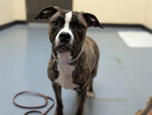A young small-sized female Pit Bull Terrier dog named Ginny for adoption in Denver, CO