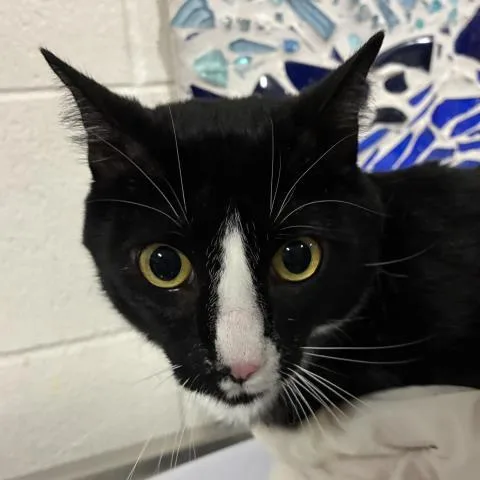 An adult medium-sized male Domestic Short Hair cat named Cosmo for adoption in Pensacola, FL