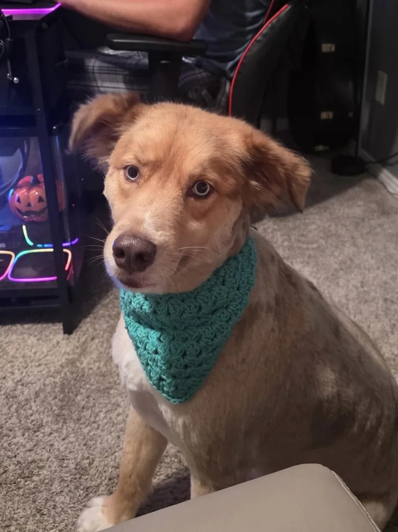 An adult large-sized female Australian Shepherd dog named Iris for adoption in Alexandria, LA