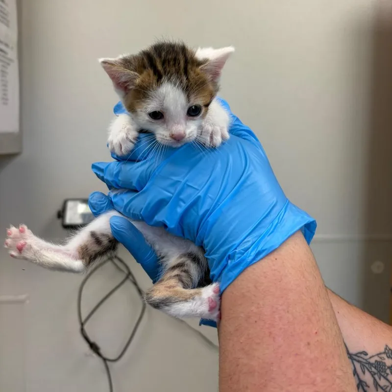 A baby small-sized female White Domestic Short Hair cat named Green Goblin for adoption in Columbiana, AL