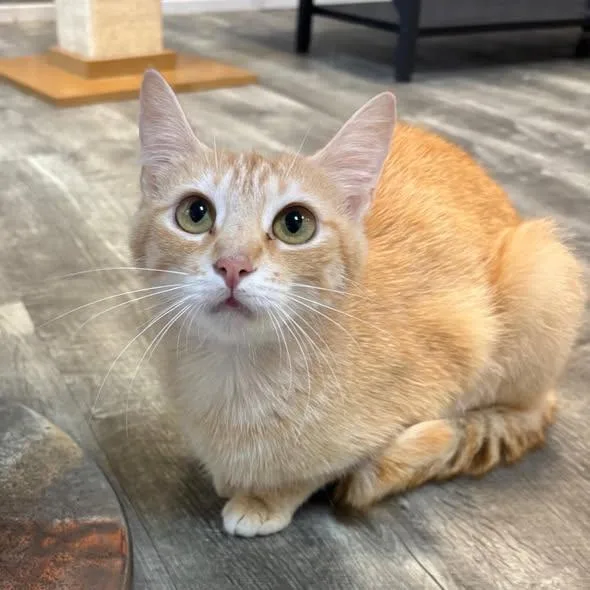 A young medium-sized female Tabby (Orange / Red) Domestic Short Hair cat named Queen Elizabeth At Fat for adoption in Tallahassee, FL