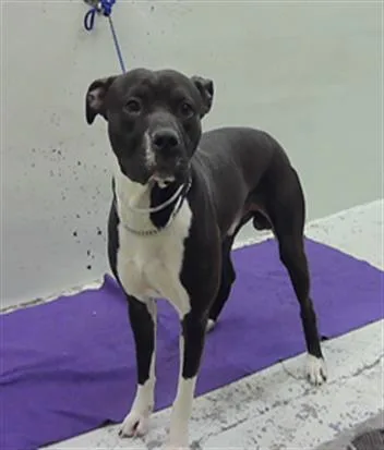 A young large-sized male Staffordshire Bull Terrier dog named Coby for adoption in Houston, TX
