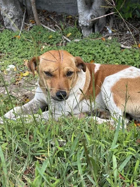 A young small-sized female Parson Russell Terrier dog named Lolly for adoption in Miami, FL