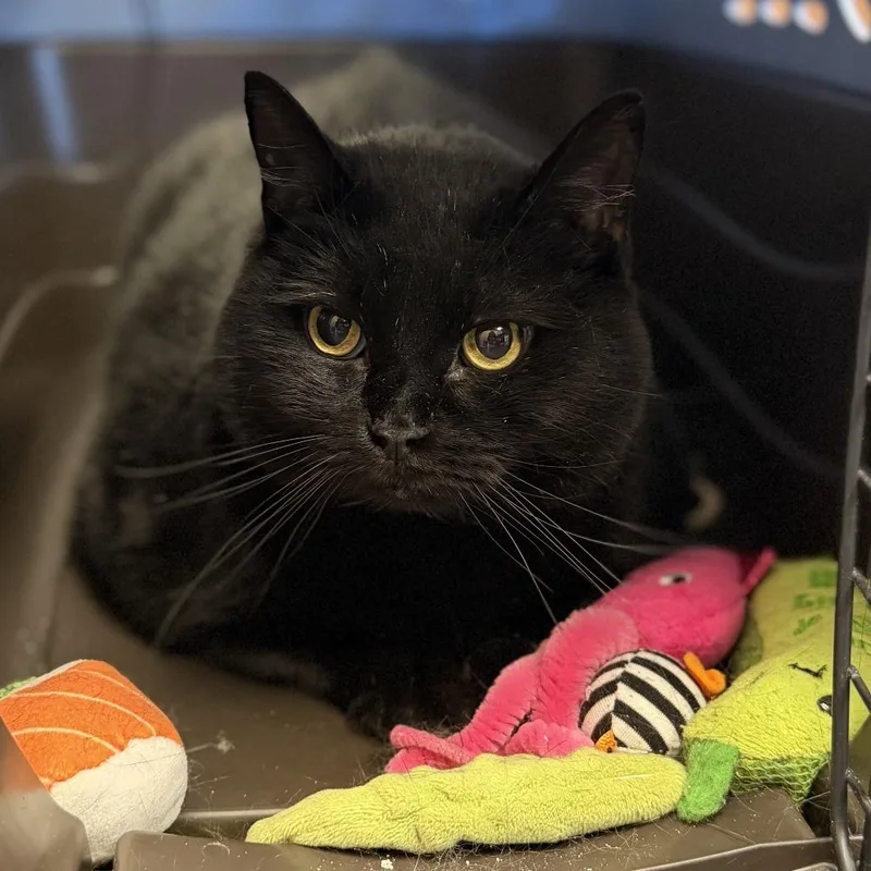 An adult large-sized male Black Domestic Short Hair cat named Junior for adoption in Hamburg, NY