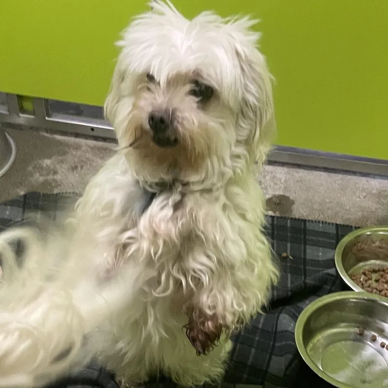 A senior small-sized female Maltese dog named Cece for adoption in Spokane, WA