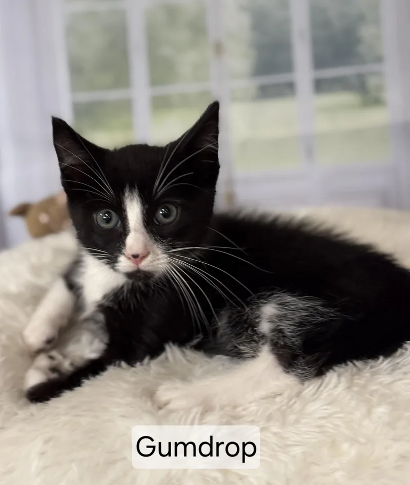 A young medium-sized male Domestic Short Hair cat named Gumdrop for adoption in Aurora, NE