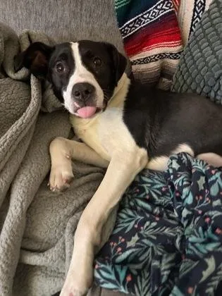 An adult large-sized female Mixed Breed dog named Nala for adoption in Cincinnati, OH