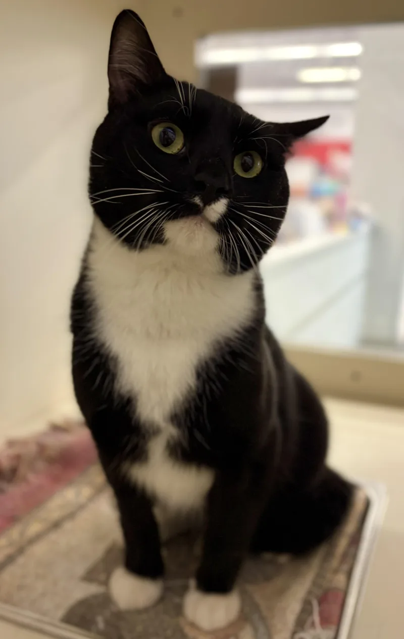 An adult medium-sized male Black & White / Tuxedo Domestic Short Hair cat named Frisbee for adoption in Schnecksville, PA