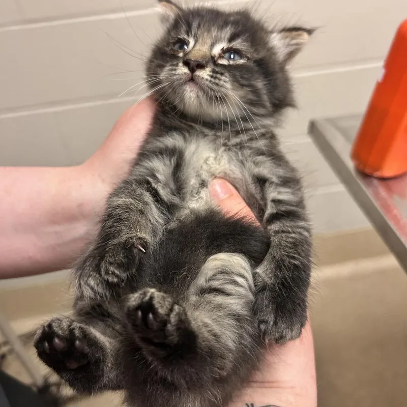 A baby small-sized female Brown / Chocolate Domestic Medium Hair cat named Banana Split for adoption in Bristol, IN