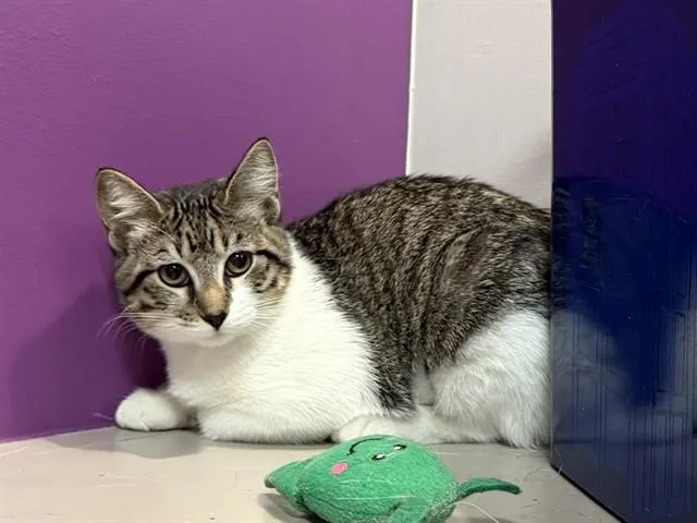 A baby small-sized female Domestic Short Hair cat named River for adoption in Olivette, MO