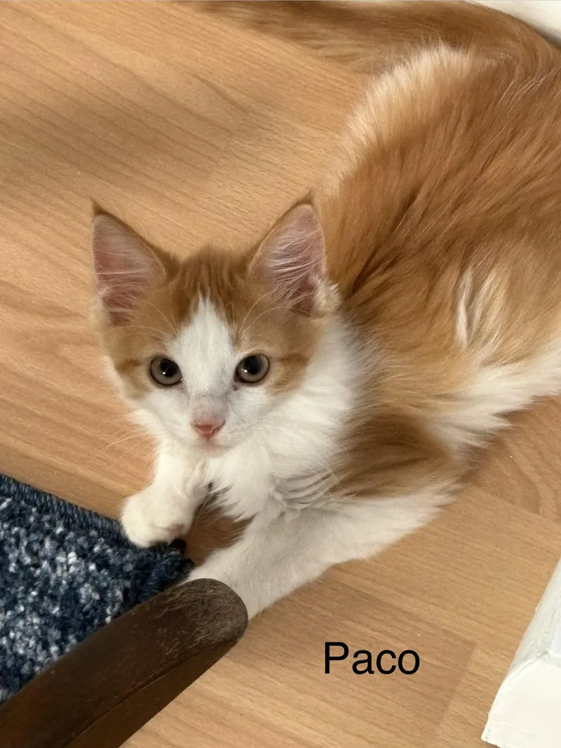 A baby medium-sized male Orange & White Domestic Medium Hair cat named Paco for adoption in Delmar, NY