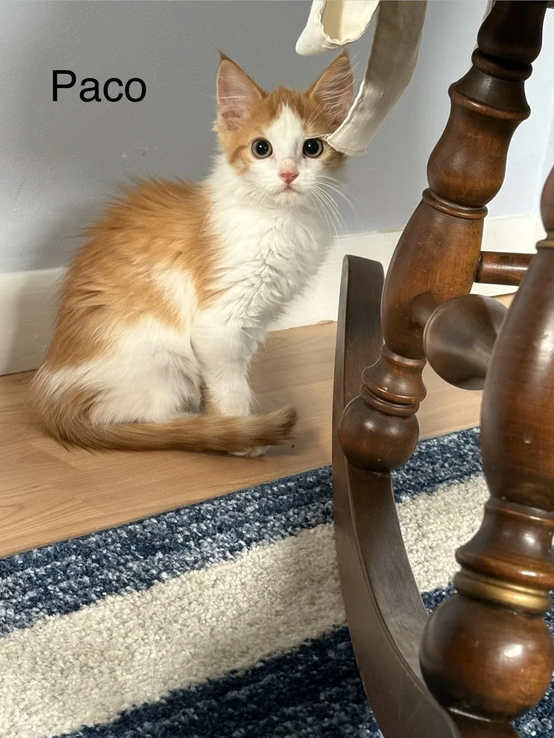 Paco thumbnail 2