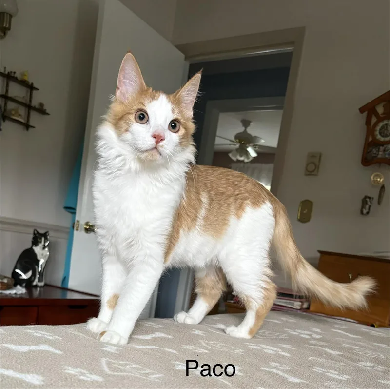 Paco thumbnail 3