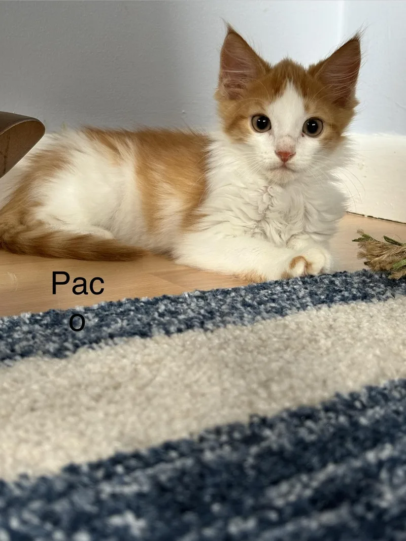 Paco thumbnail 4