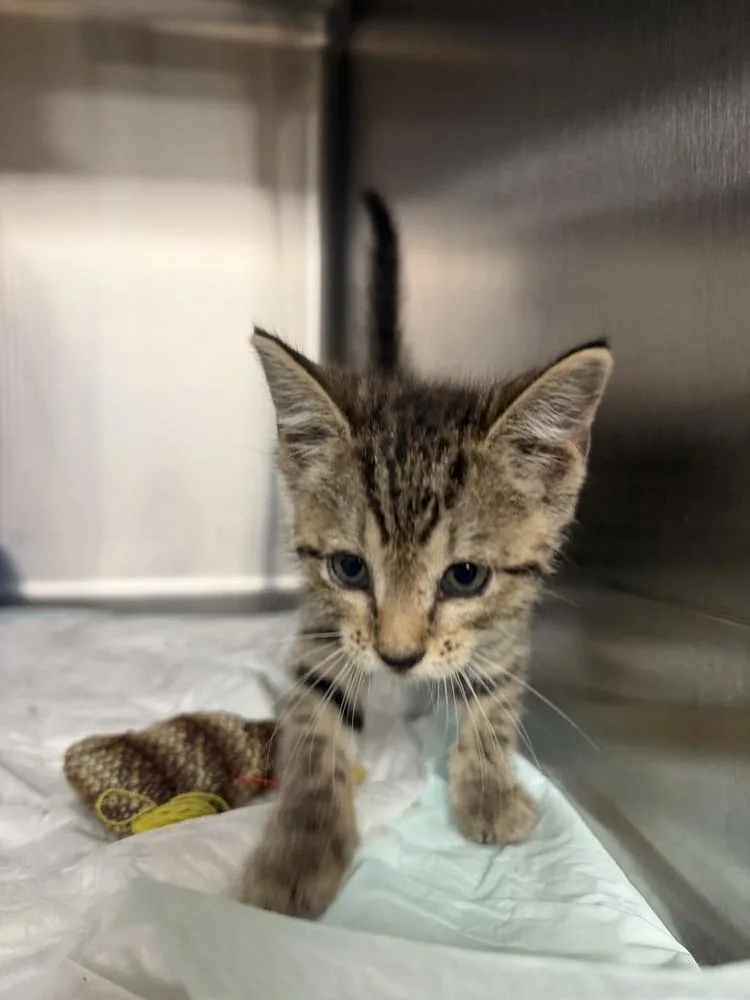 A baby small-sized male Gray / Blue / Silver Domestic Short Hair cat named TobyTobias for adoption in Crystal Springs, MS