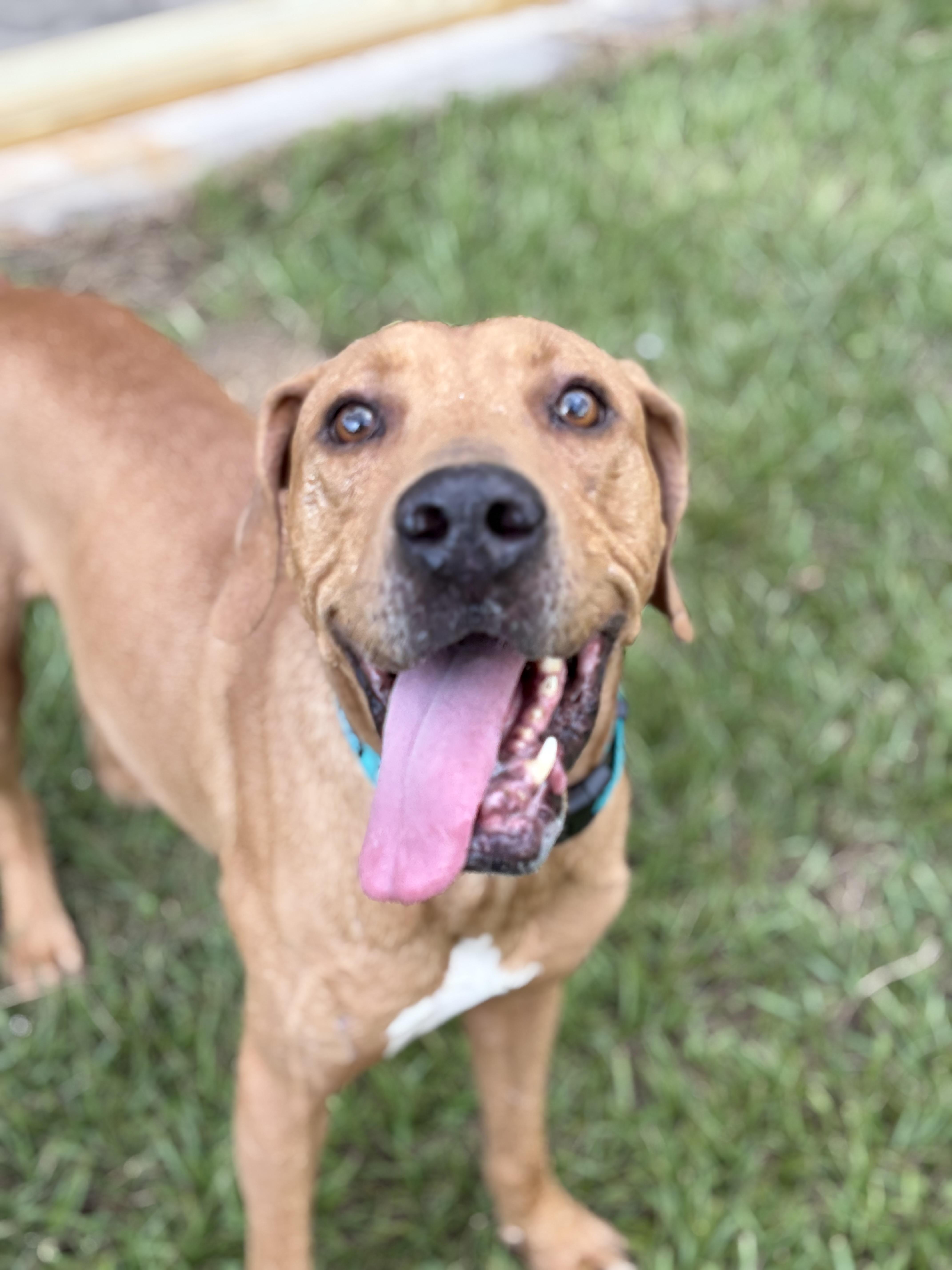 An adult large-sized male Yellow / Tan / Blond / Fawn Coonhound dog named Skiff for adoption in Lorida, FL