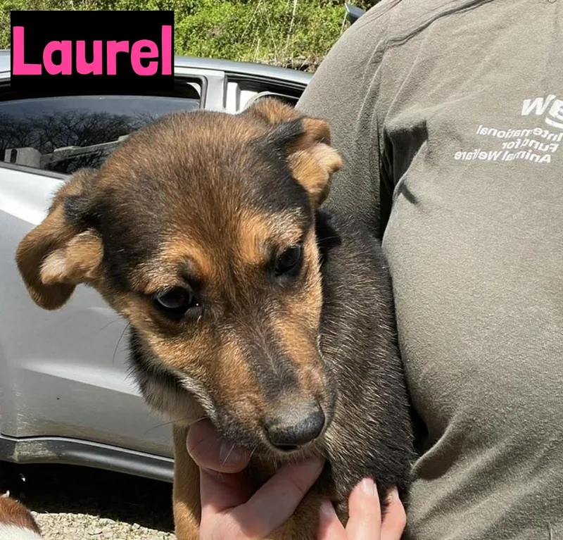 A baby medium-sized female Bicolor German Shepherd Dog dog named Laurel for adoption in Grand Rapids, MI