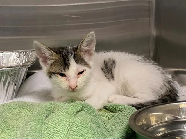 A baby small-sized female Domestic Short Hair cat named Cat Hardy for adoption in Tustin, CA