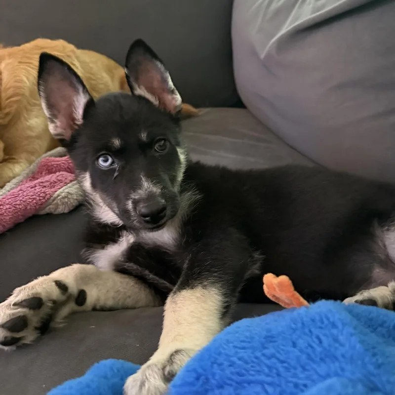 A baby medium-sized female German Shepherd Dog dog named Misha for adoption in Richmond, VA