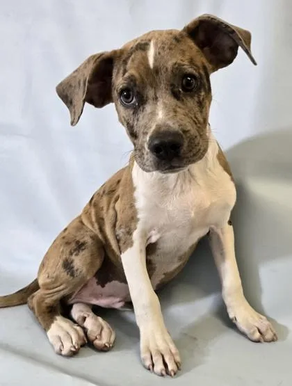 A baby large-sized male Catahoula Leopard Dog dog named Cajun for adoption in Morton Grove, IL