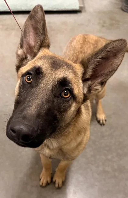 A young large-sized female Sable Belgian Shepherd / Malinois dog named Autumn for adoption in Redmond, OR