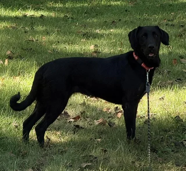 A young large-sized female Black Labrador Retriever dog named Loralei for adoption in Indianapolis, IN