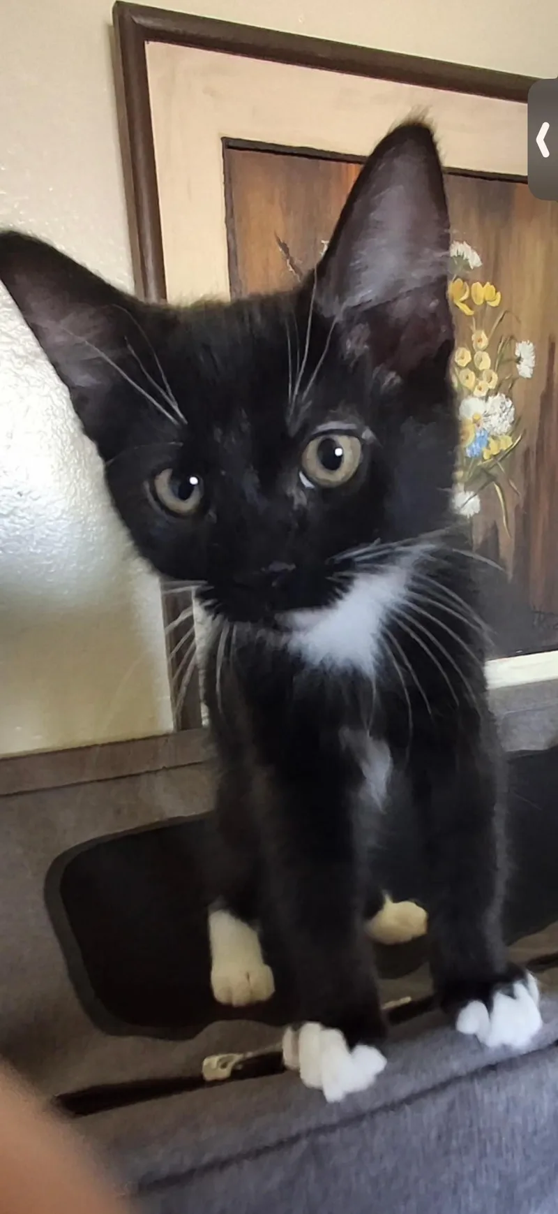 A baby small-sized male Domestic Short Hair cat named Riley for adoption in Visalia, CA
