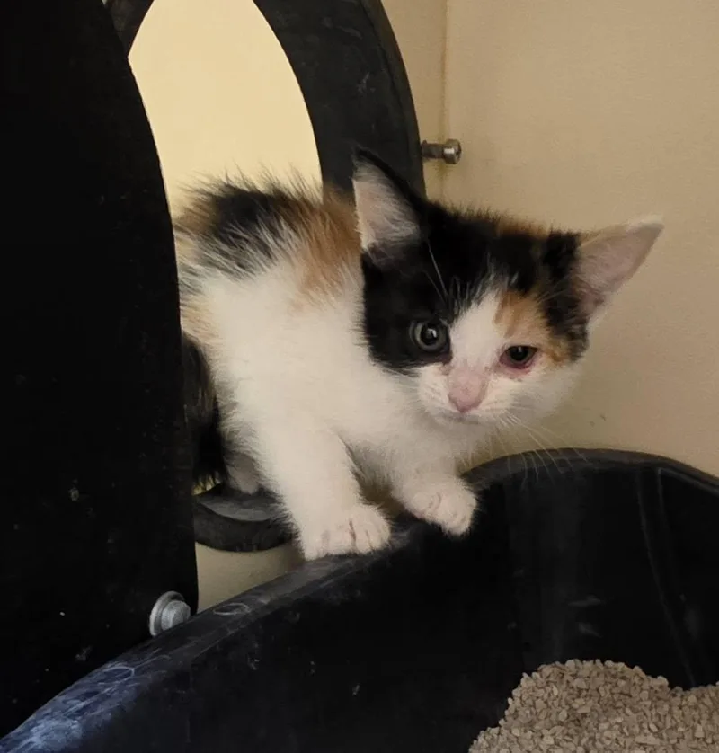 A young medium-sized female Domestic Medium Hair cat named A for adoption in Ridgecrest, CA